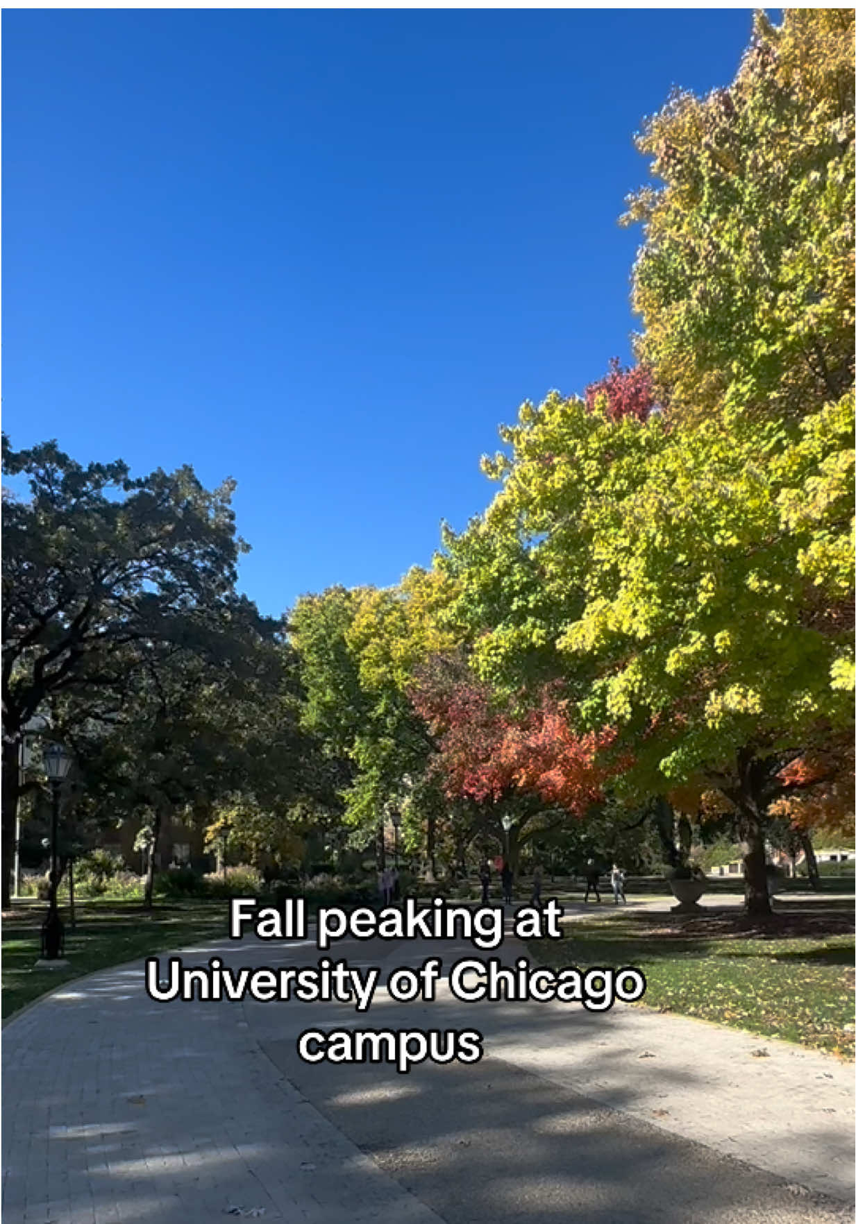 It’s a fall tradition now 🍂🍁 #universityofchicago  #fallvibes #chicagotiktok  #trending