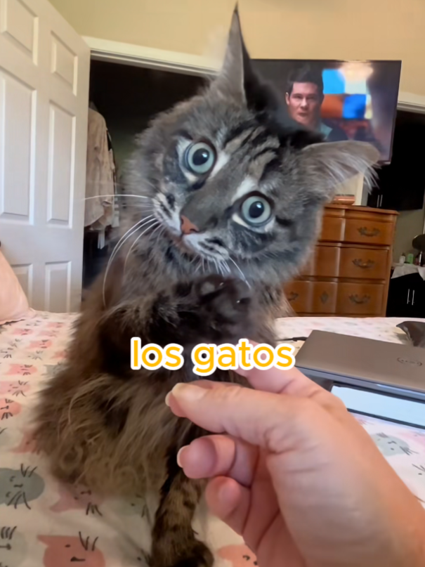Tu gato te pide disculpas y no te das cuenta 🥺 #catsoftiktok #mascotas #gatos