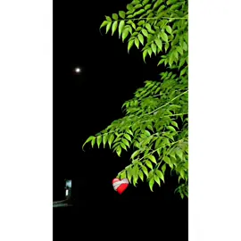 Hyeee song 🙂❤️‍🩹 #foryou #pindaaly #میراسوناپنجاب @TiktokPakistanOfficial 