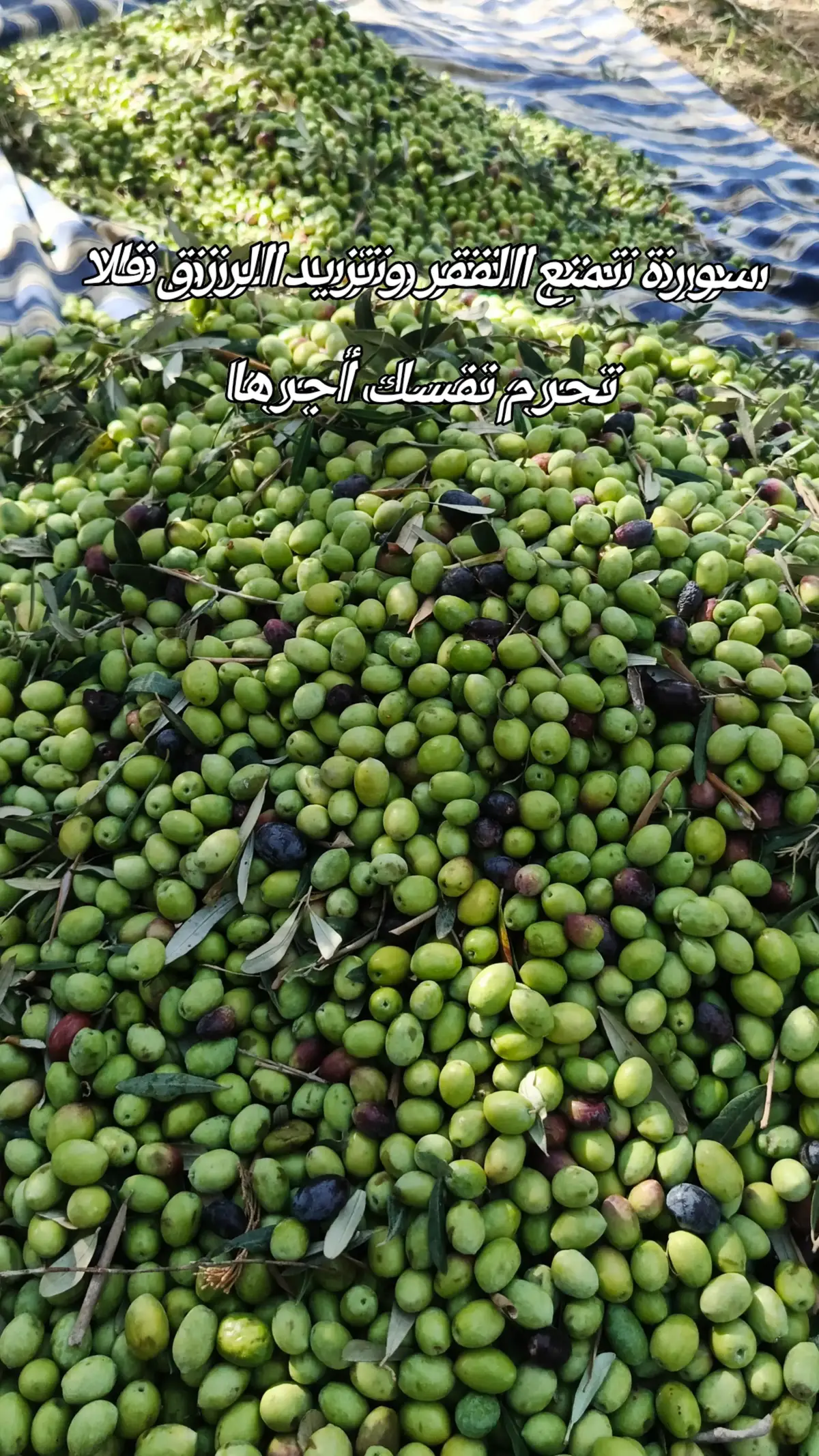 سورة تمنع الفقر وتزيد الرزق فلا تحرم نفسك أجرها