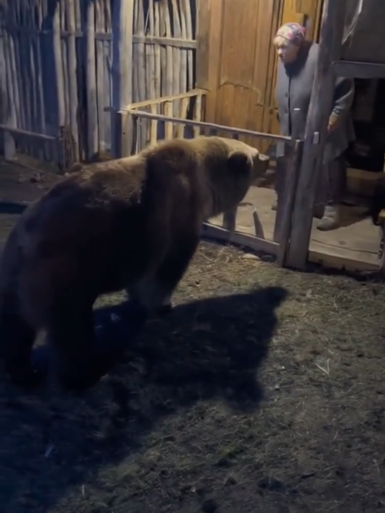 #urs #batrana #gaini #sat #noapte 