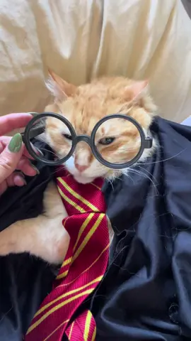 gotta find joy somewhere #halloweenpets #ronweasley 