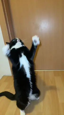 #fyp #cat #funnytiktok #blindcats #dancer Road to 100k ❤️❤️❤️