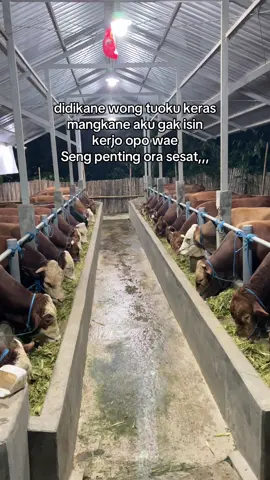 orausah meri karo pencapaian,,,#masgusnur #jowostory #sapi #foryoupage❤️❤️ #peternakmuda 