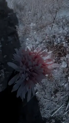 #عباره_للفيديو🙂💔 #فوتغرافيه📸 #تصويري_احترافي_الاجواء👌🏻🕊😴 