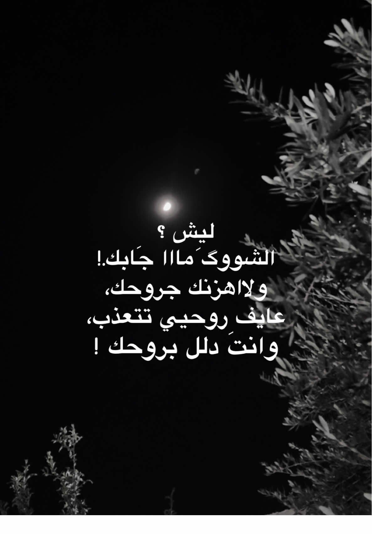 ليش الشوك ما جابك ؟ #قوالب_تيك_توك_جديده #قالب_تيك_توك_جديد #قوالب_تيك_توك #قالب_تيك_توك 