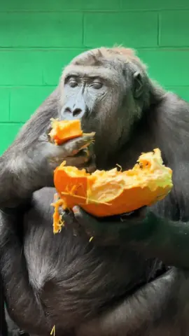 Pumpkin mukbang with Mwana 🖤🦍 #fyp #gorilla #zookeeperlife #eating #asmr 