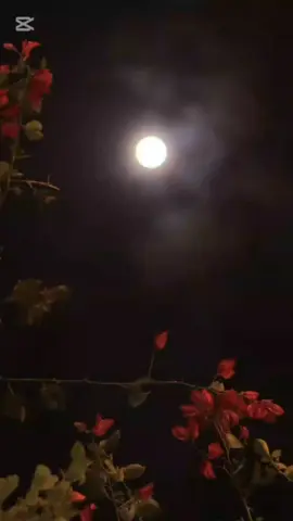 #لايكات #قرآن_كريم