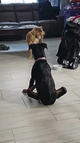 #paralyzeddog #bully #barking #caught She is so sassy and rude!