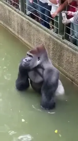 #foryou #funny #gorilla #snakes 