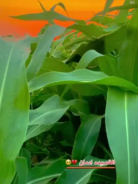 #ارجع_كونك_تعزني💔 #القصيده_ادمان #تصويري_احترافي_الاجواء👌🏻🕊😴 #اكتب_اخر_عباره_نسختها💔✨ 