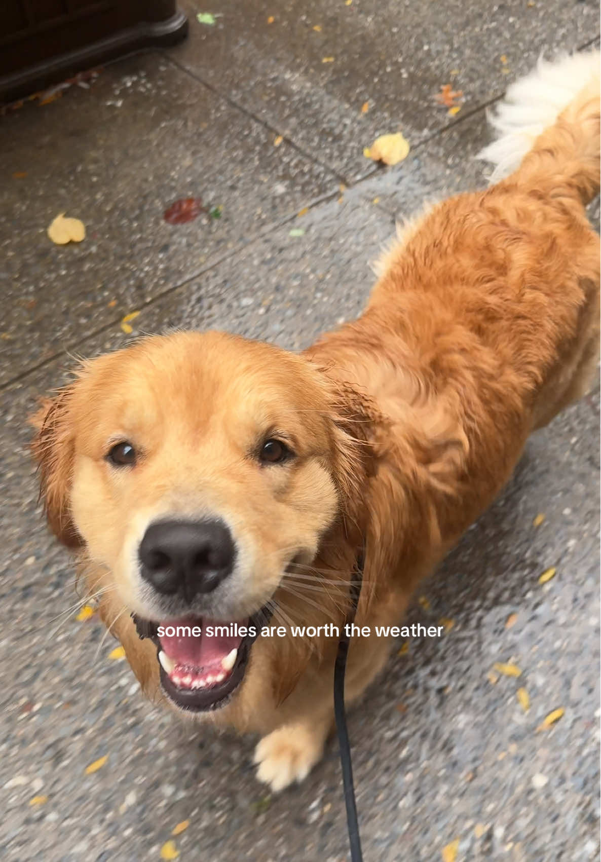 every drop worth it for that golden smile #goldenretriever #dogsoftiktok #doglife #goldenretrieverlife #rain 
