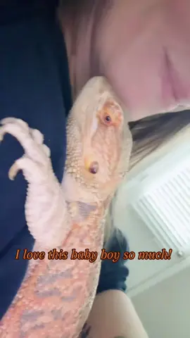 #fyp #foryoupage #beardeddragonsoftiktok @TattedHorrorLovr87🖤 