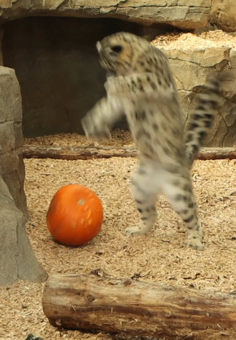 Snow Leopards + Pumpkins = Happy Halloween. #bigcat #fyp #funnytiktok 