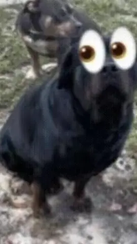 Evil ahh dog almost kills me 👀😭👀👀 … @kd Hi Kaden