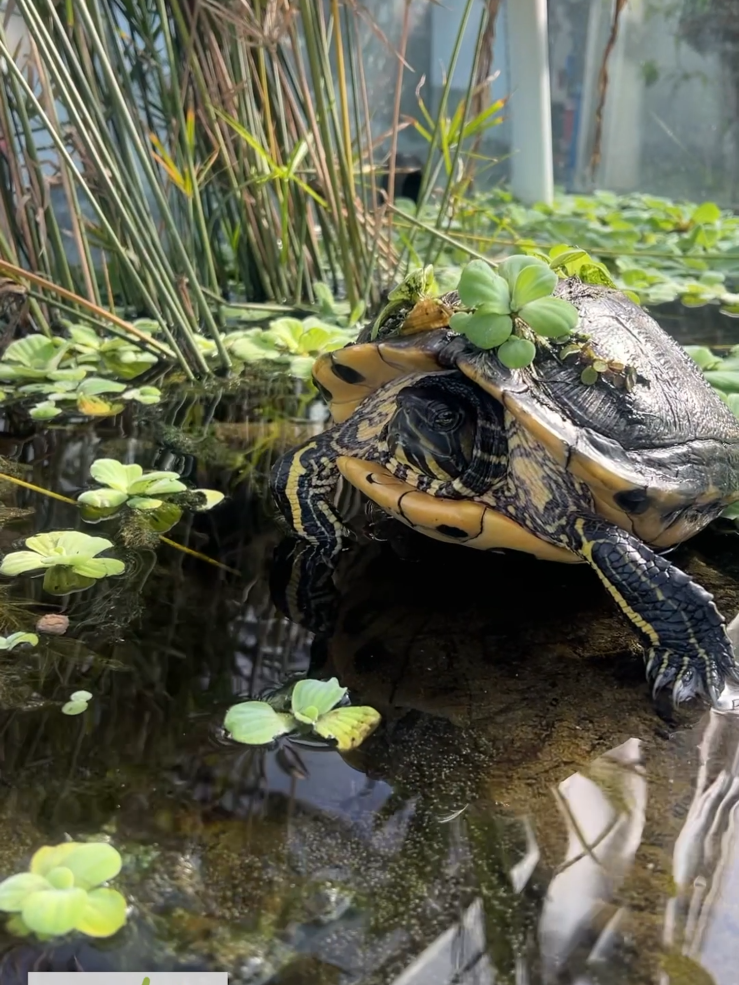 Hello, my name is Myrtle. I'm a turtle living in this Greenhouse with weirdos walking around and looking at me randomly when I'm sunbathing. There's this lady, Fallon. She feeds me grapes. She's my favorite. Are you keeping any turtles? TANK ON! Follow us! @DustinsFishTanks https://linktr.ee/dustinsfishtanks #turtle #turtletank #greenhouse