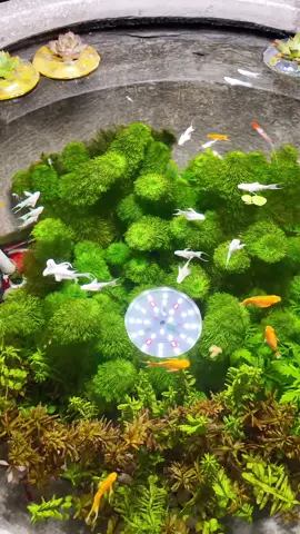 Ngắm cá hết 28 giây của video này là ít nhất ngày của bạn cũng bớt mệt mỏi một chút và được chữa lành trong 28 giây. Đón thêm mấy thành viên mới mời anh em đồng ngư cùng ngắm với em nhé. #thuysinhngoaitroi #thuysinhdongian 