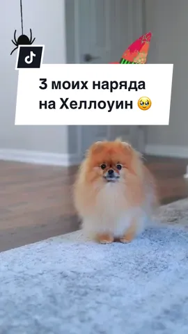 Какой наряд понравился? 👻 #leyavik #pomeranian#pom #собака #шпицуля  