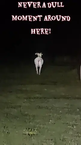 She will climb on anything! #goatsoftiktok #coopsherd #horsetok #goats #neveradullmoment 