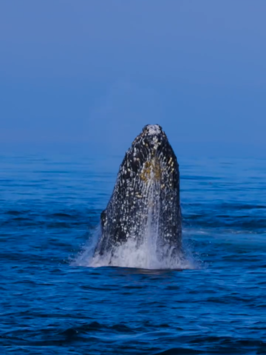 #CapCut #quran #viral #fyp 