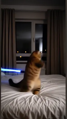 Cat warrior#cat #kungfu #petcute #funnycat #starwars 