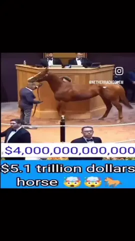 worlds coolest terriers #fyp #halloween #dance #liverpool #hoodirony 