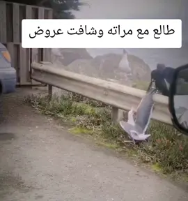 #زوج #زوجه #عروضات #ضحك😂 #ضحك 