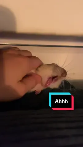 My cuddly boy Cheese Wizard 🥹💗🧀 #petrat #farbratten #rattenhaltung #fancyrat #viralpet 