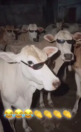 #ضحك😂 #شعب_الصيني_ماله_حل😂😂 #فيديوهات #ترند #اكسبلور 