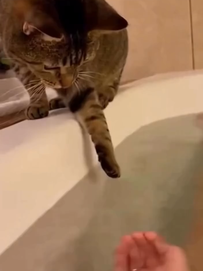 #funnyvideos😂 #смешноевидео #fannyvideo #смешныекоты #смешныекотики #funnycats #funnykitchen