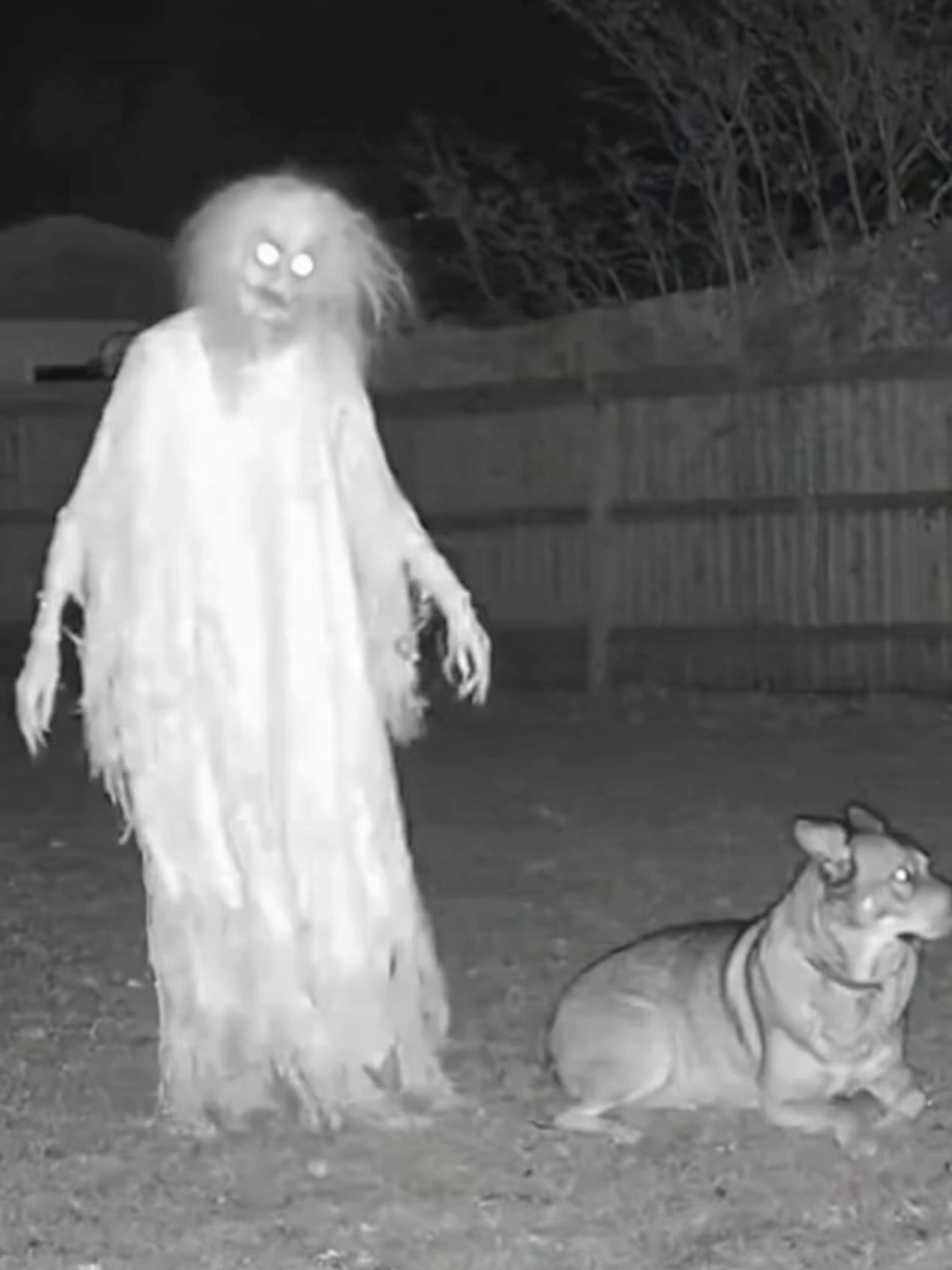 🕷️😱Ghost and Dog 😭🫣 #dog   #halloween #fyp #ai #sora 