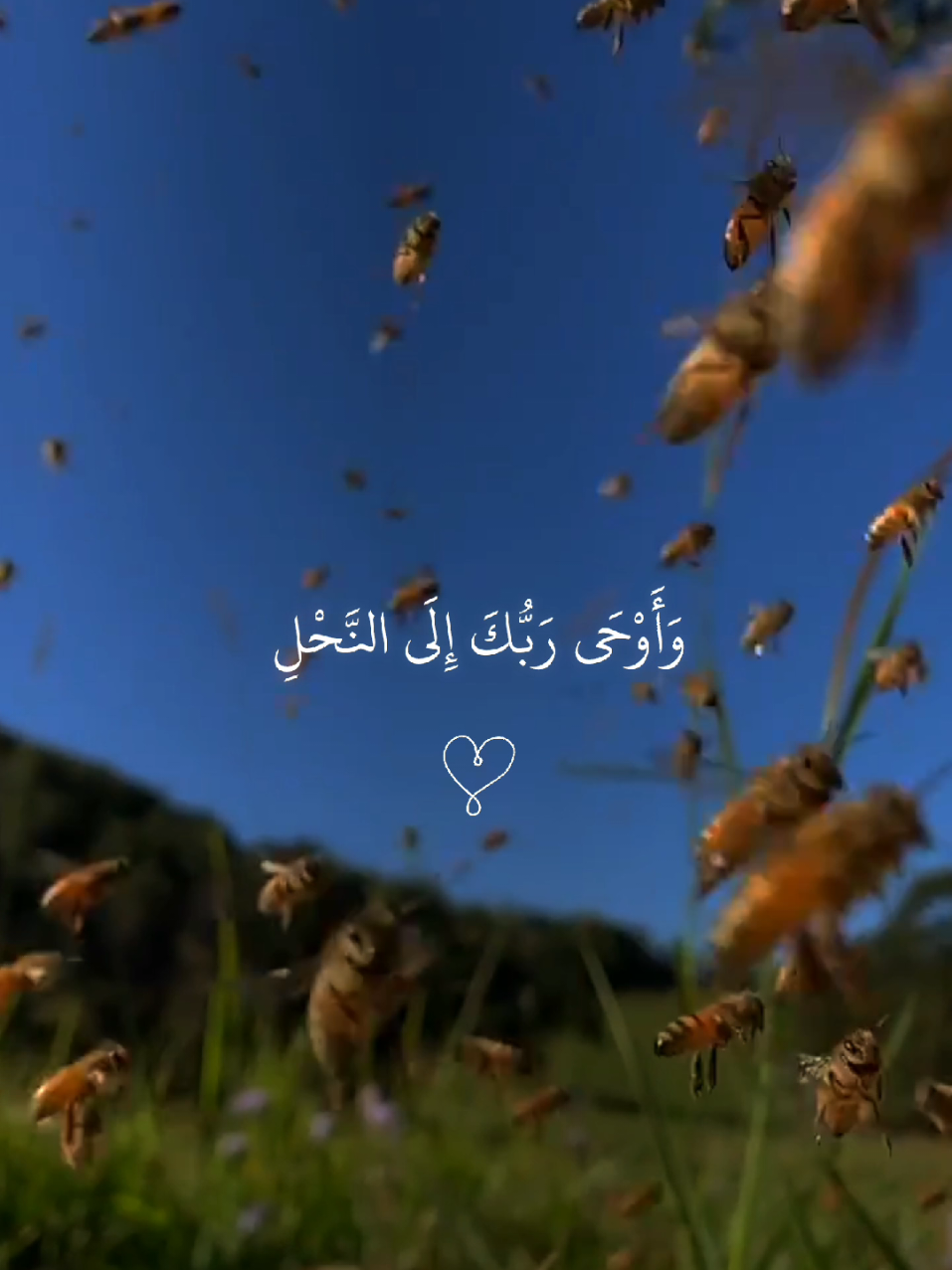 وَأَوْحَى رَبُّكَ إِلَى النَّحْلِ أَنِ اتَّخِذِي مِنَ الْجِبَالِ بُيُوتًا  #ادريس_ابكر #اكتب_شي_توجر_عليه #استغفرالله_العظيم_واتوب_اليه #quran_alkarim #quran 