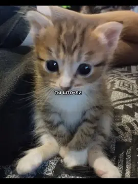 #котенок #ты #люблю #рекомендации #fypシ゚  @__yarikk_  😋❤️❤️