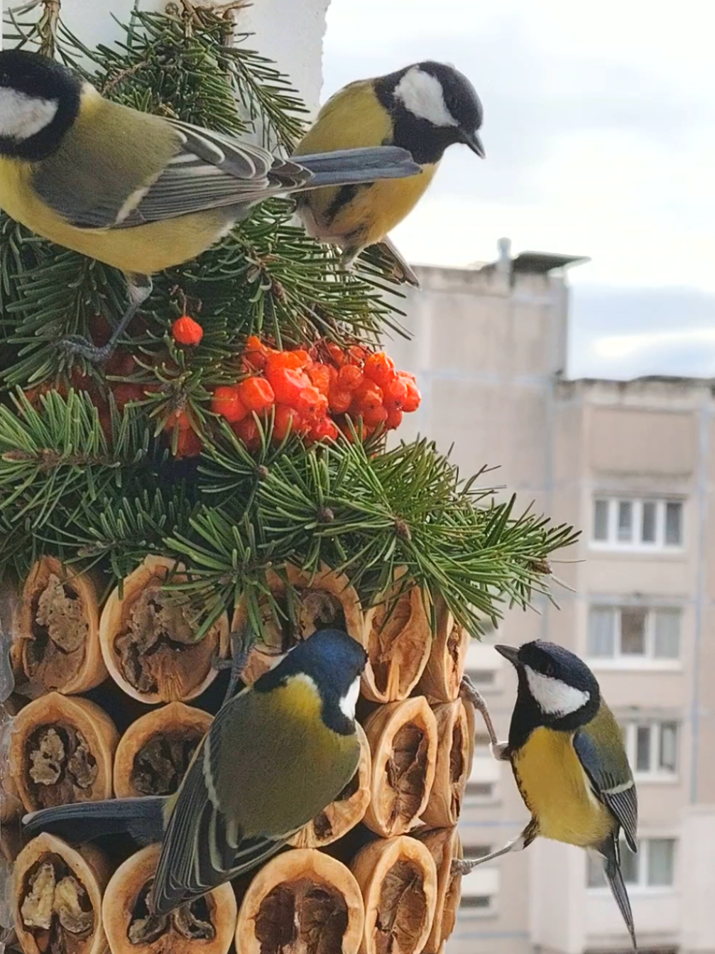 Новая кормушка)  #tiktok #минск #birdwatching #животные #осень 
