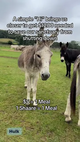 $25 = 1 Meal 1 Shaare = 1 Meal #viral #america #fyp #unitedstates #wildhorses 