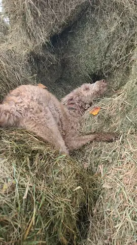 Savanna finally found that infamous hay hole and fell down it..she felt like she was in quicksand I just know it  #farmdogs #dogs #doberdoodle #doodles #tronicle2 