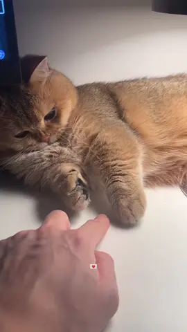 #fyp #cat #foryoupage #هيفاء_وهبي #اليسا 