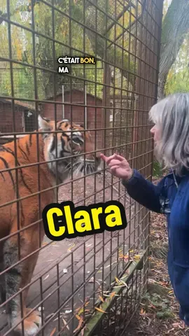 Mozzarella pour Clara la tigresse #lions #tigres #normandie #cat