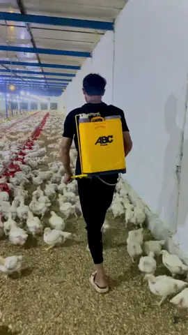 #تربية_دواجن #دواجن_العراق #دواجن #الشعب_الصيني_ماله_حل😂😂 #دجاج 