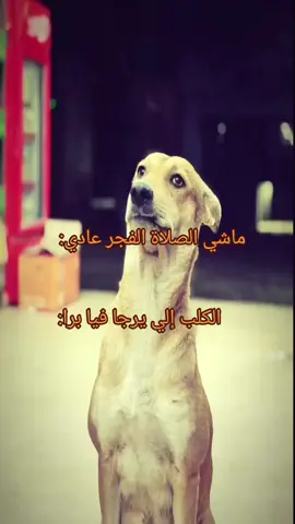 #شعب_الصيني_ماله_حل😂😂 #تصويري #تصميم_فيديوهات🎶🎤🎬 #fyp #شعب_الصيني_ماله_حل😂😂 