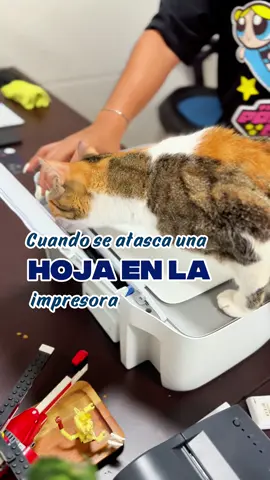 ¡El técnico de soporte más tierno (y enojado) del mundo! 🐱😠 Cuando se atasca la impresora y tu michi decide 