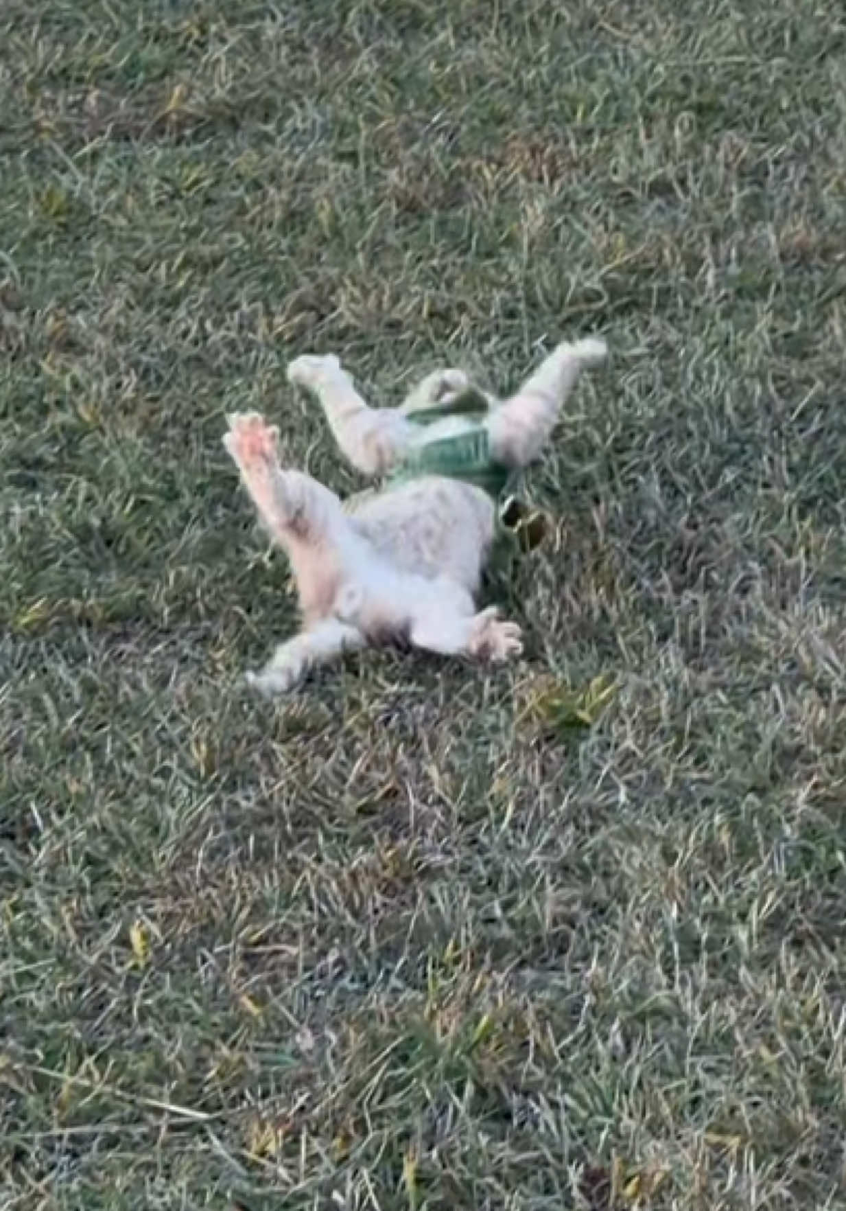 Meowdy purrtners. Jack Spicer and the Montysaurus engaged in an epic field battle 🧐 🦖  If you’re a fan of Jack Spicer’s kitty cat cowboy content please consider being a real cowpoke and subscribing to his Patreon linked in bio 😊 everything helps ❤️  #cat #cats #catsoftiktok #kittycat #cattok    
