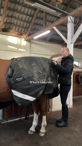 The real luxury reveal 🏎️🔥 #horse #horses #horseriding #reveal #car 