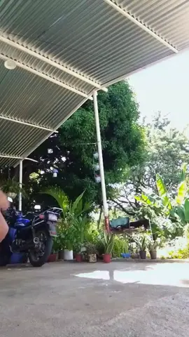 puro caleñooo okkk !!💞💃🏻 #balilarina #viral_video #paratiiiiiiiiiiiiiiiiii #sigueme 