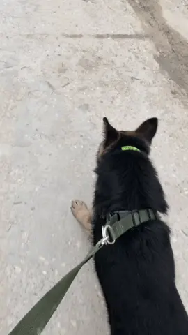 🔥🐺#ليبيا🇱🇾طرابلس #شعب_الصيني_ماله_حل😂😂 #likes #كلاب_شرسة #filme 