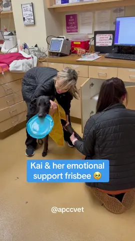 We’ve seen lots of support blankets and toys, but this is the first emotional support frisbee we’ve seen and we love it 🥹💙 #apccvet #vetmed #vetmedfun #emotionalsupportstuffedanimal