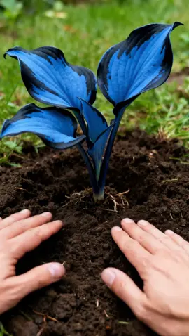 November’s Most Magical Plant, Transform your home with this spectacular plant🌱#hosta #hostaseeds #fallfreshness #growwithme #seedstarting