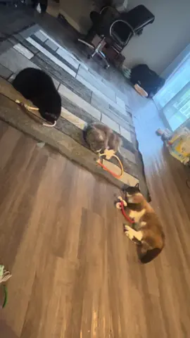 Group 7! Click the link below! SHOW ME YOUR CATS IN THE COMMENTS #group7 #g7 #cats #fyp