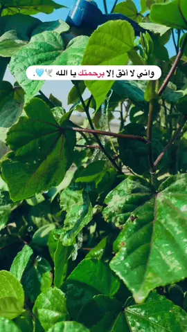 جزء 82 ♥️| #قناتي_تليجرام_بالبايو💕🦋 #تصويري_احترافي_الاجواء👌🏻🕊😴 #تصويري📸اكسبلوور #عباراتكم_الفخمه📿📌 #اكسبلورexplore #اكسبلور 