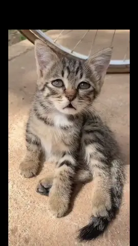 #فديوهات #قطط #مضحكه 